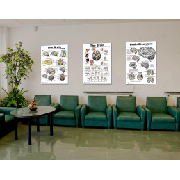Brain, Cranial Nerves, Pathways and Brain Disorders 3 Poster set 24 inch x 36  Large Poster