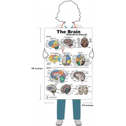 Brain, Cranial Nerves, and Pathways 3 Poster set 24 inch x 36  Large Poster