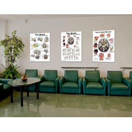 Brain, Cranial Nerves, and Pathways 3 Poster set 24 inch x 36  Large Poster