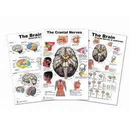 Brain, Cranial Nerves, and Pathways 3 Poster set 24 inch x 36  Large Poster
