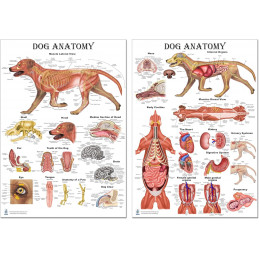 Dog Anatomy Poster Set Veterinary Anatomy, Anatomy & Veterinary Physiology Feline 2 Poster 12 x 17 - for Vet Nurses and Students