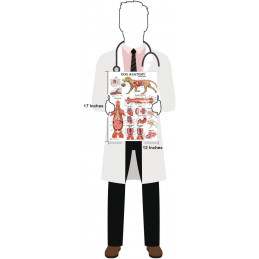 Dog Anatomy Poster Set Veterinary Anatomy, Anatomy & Veterinary Physiology Feline 2 Poster 12 x 17 - for Vet Nurses and