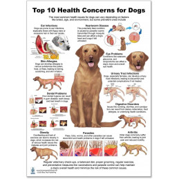 Dog 10 Health Concern Chart, Anatomy & Veterinary Physiology Canine - For Vet Nurses And Students,12 x 17 inch