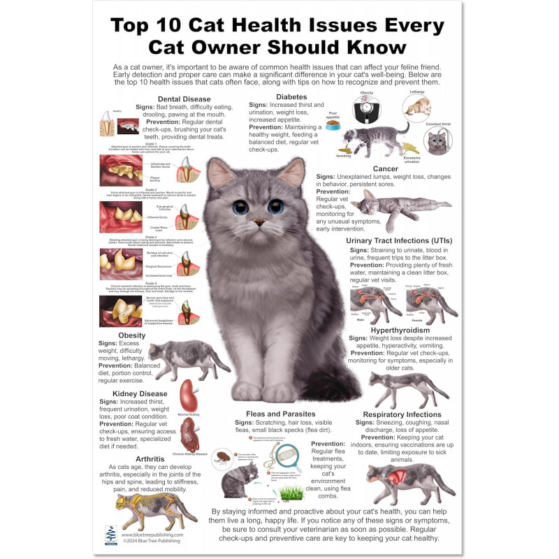Cat 10 Health Concern Chart, Anatomy & Veterinary Physiology Feline - For Vet Nurses And Students,12 x 17inch Regular Poster