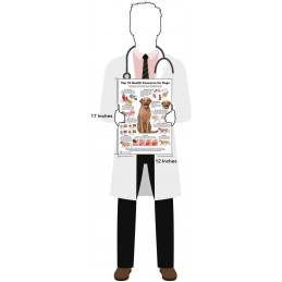 Cat 10 Health Concern Chart, Anatomy & Veterinary Physiology Feline - For Vet Nurses And Students,12 x 17inch Regular Poster