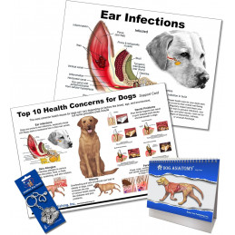Veterinary Dog anatomy chart, Ear Infection,10 health concern, key chain. Physiology Canine, 4pc set