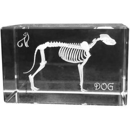3D Dog Skeleton Crystal Gift for Veterinarians
