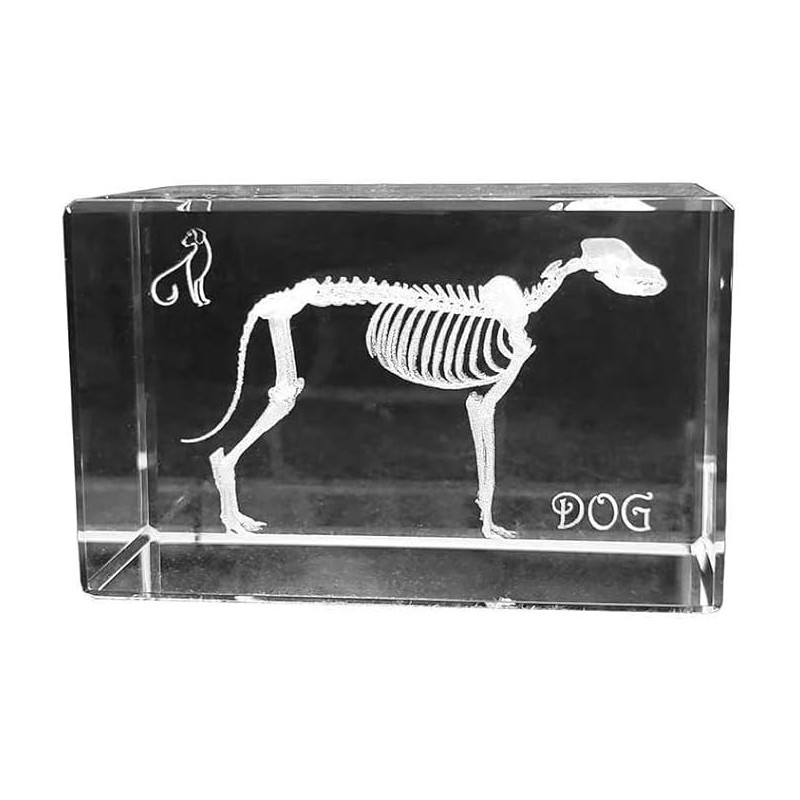 3D Dog Skeleton Crystal Gift for Veterinarians