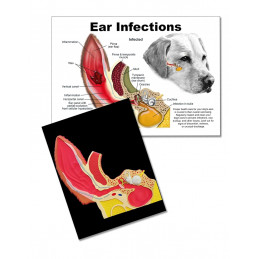Dog Ear Anatomy Model