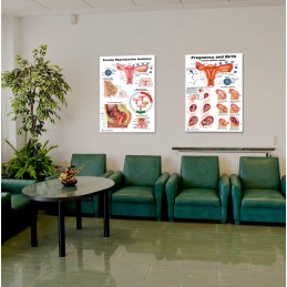 Female Reproductive and Pregnancy/Birth Anatomy Large Poster