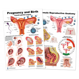Female Reproductive and Pregnancy/Birth Anatomy Large Poster