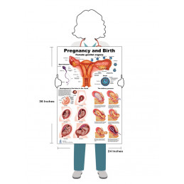 Female Reproductive and Pregnancy/Birth Anatomy Large Poster