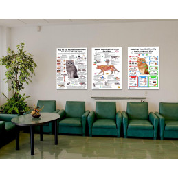 Cat 10 Health Concern Therapy and Health Signs,  Veterinary Physiology Feline  3 Large Poster set