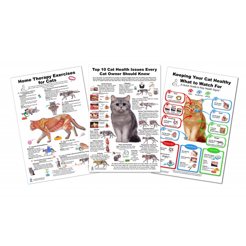 Cat 10 Health Concern Therapy and Health Signs,  Veterinary Physiology Feline  3 Large Poster set