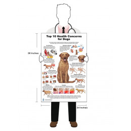 Dog 10 Health Concern Therapy and Health Signs,  Veterinary Physiology canine  3 Large Poster set