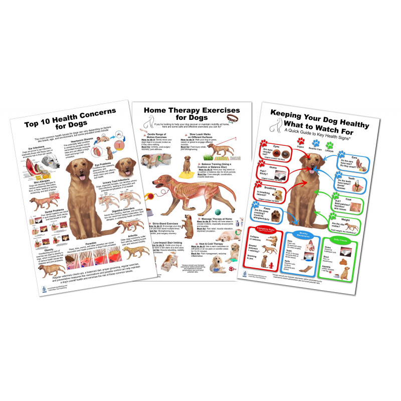 Dog 10 Health Concern Therapy and Health Signs,  Veterinary Physiology Feline  3 Large Poster set