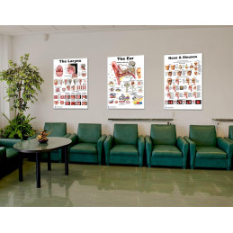 ENT 3 Poster Set, Larynx, Ear and Nose Large