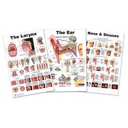 ENT 3 Poster Set, Larynx, Ear and Nose Large