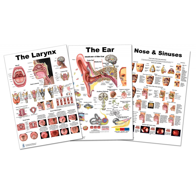 ENT 3 Poster Set, Larynx, Ear and Nose Large