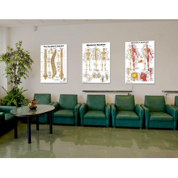Skeletal System, Vertebral Column Spine and Muscle  3 Large Poster Set