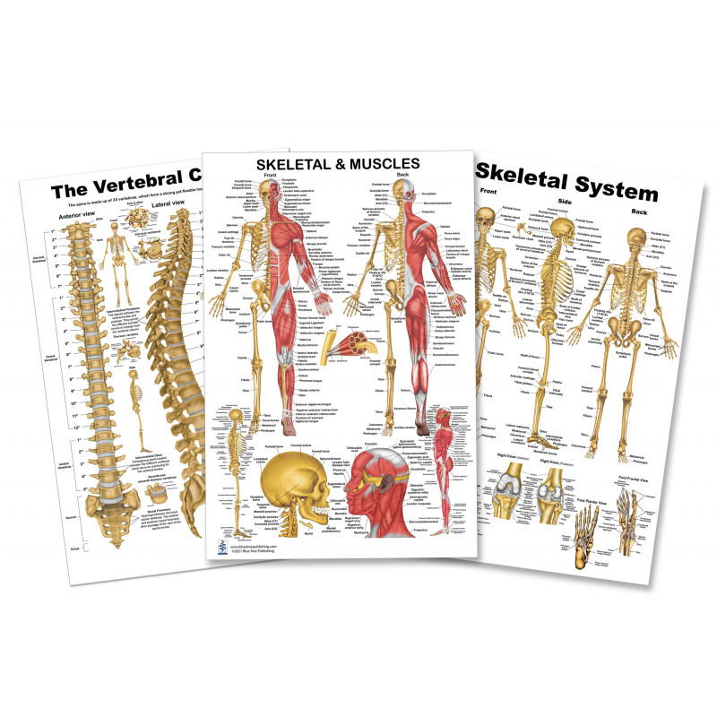 Skeletal System, Vertebral Column Spine and Muscle  3 Large Poster Set