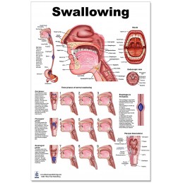 Swallowing Large Poster