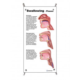 Swallowing 3 Phases Small Poster