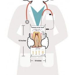 Tooth Anatomy, Decay, Oral Cavity 3 set Small Poster
