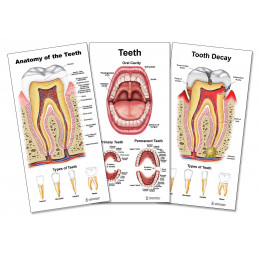 Tooth Anatomy, Decay, Oral Cavity 3 set Small Poster