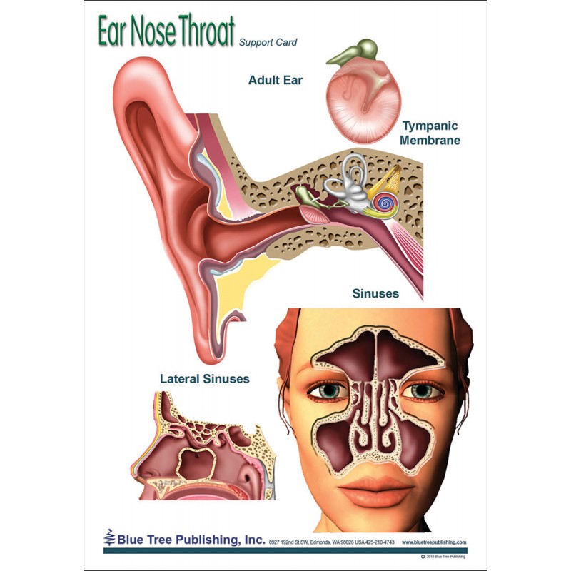 Ear Nose Throat Anatomical Chart 
