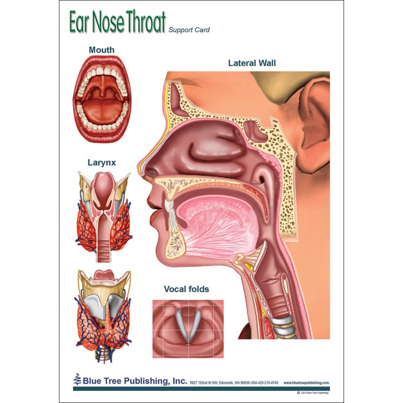 Ear Nose Throat Anatomical Chart 