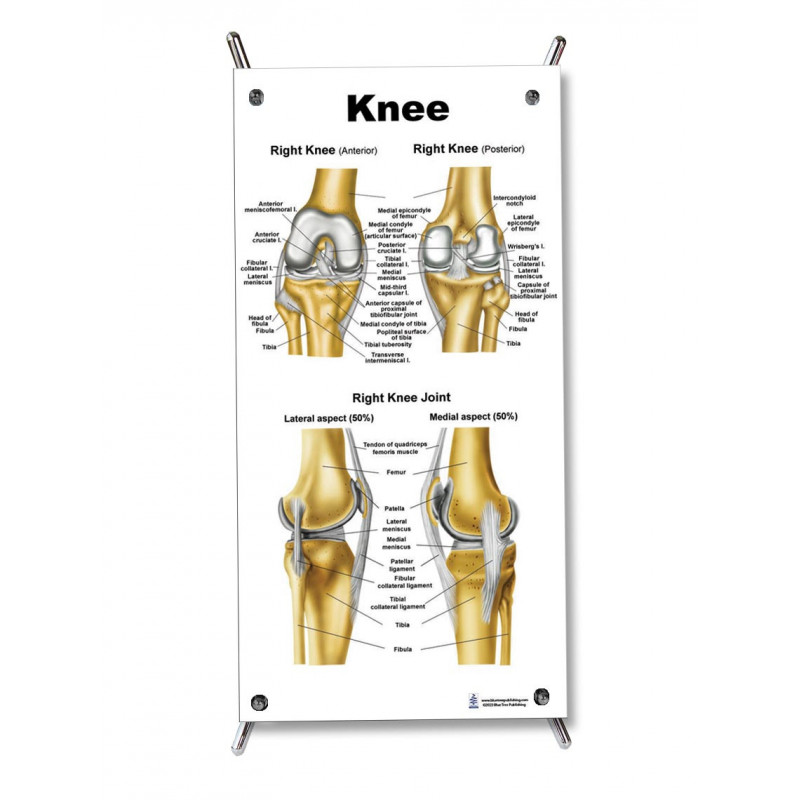 Knee Small Poster
