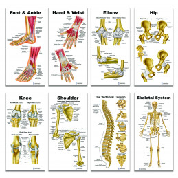Skeleton Collection 8 Piece Set Small Poster