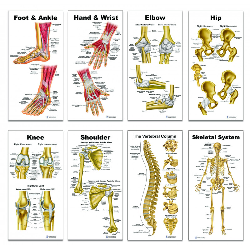 Skeleton Collection 8 Piece Set Small Poster