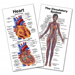 Circulatory and Heart Small Poster Set