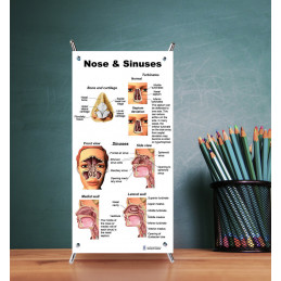 Ear Nose Throat 3 Set Small Poster