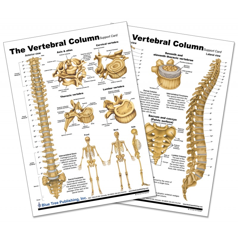 Vertebral Column Anatomical Chart front and back view