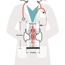 Muscles Female Male skeleton vertebrate Small  4 Poster Set