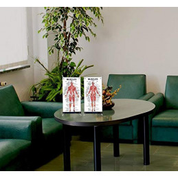 Muscles Female Male skeleton vertebrate Small  4 Poster Set