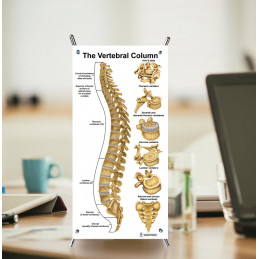 Muscles Female Male skeleton vertebrate Small  4 Poster Set