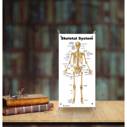Muscles Female Male skeleton vertebrate Small  4 Poster Set