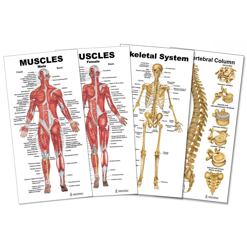 Muscles Female Male skeleton vertebrate Small  4 Poster Set