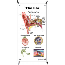 Ear, Auditory Pathway, Daily Noise, Audiogram 4 piece Small Poster