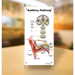 Ear, Auditory Pathway, Daily Noise, Audiogram 4 piece Small Poster