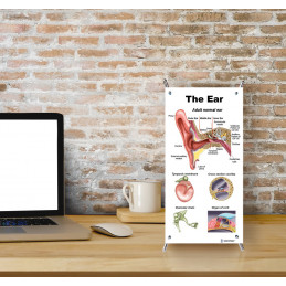 Ear, Auditory Pathway, Daily Noise, Audiogram 4 piece Small Poster