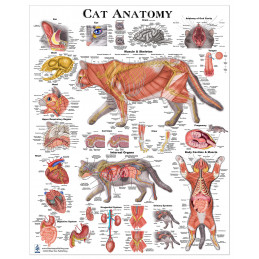 Cat Anatomy Poster Veterinary Anatomy & Veterinary Physiology Feline Medium Poster