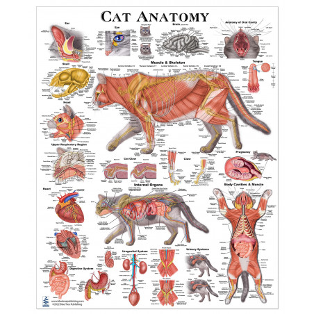 Cat Anatomy Poster Veterinary Anatomy & Veterinary Physiology Feline Medium Poster