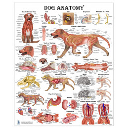 Dog Anatomy Poster Veterinary Anatomy & Veterinary Physiology Canine Medium Poster