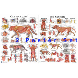Dog and Cat  Anatomy Poster set Veterinary Anatomy & Veterinary Physiology Feline Canine Medium Poster
