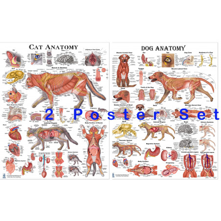 Dog and Cat  Anatomy Poster set Veterinary Anatomy & Veterinary Physiology Feline Canine Medium Poster